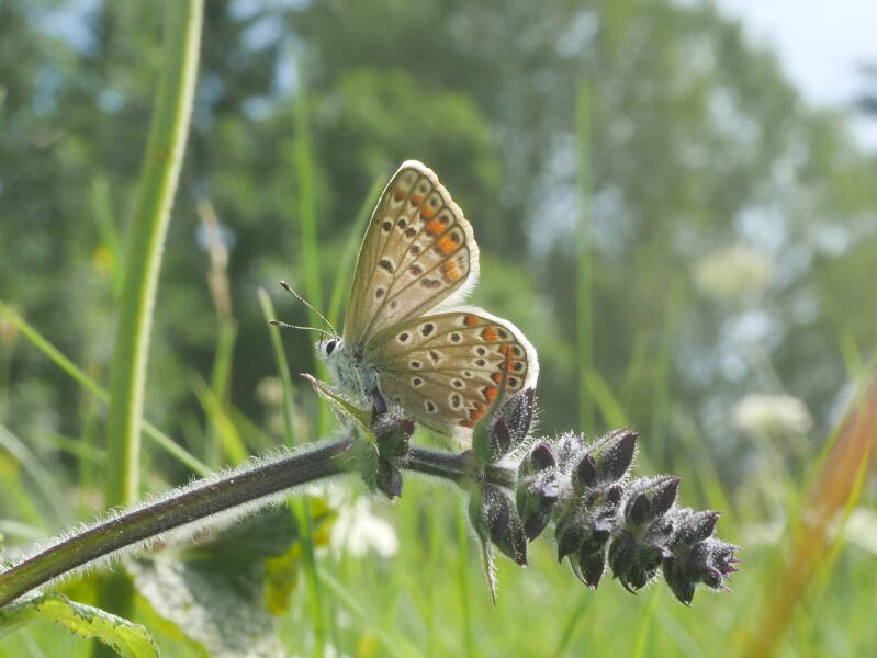 Icarusblauwtje - Polyommatus icarus