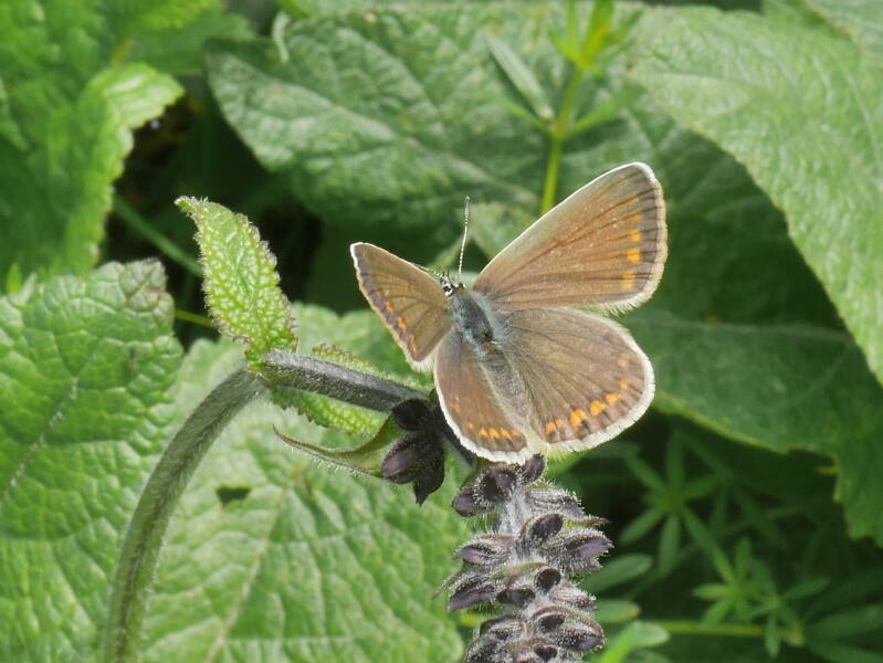 Icarusblauwtje - Polyommatus icarus