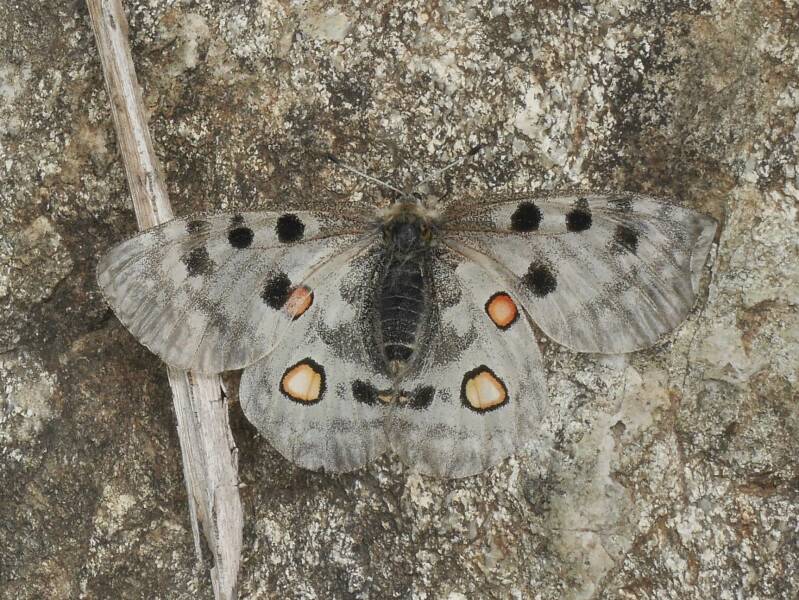 Apollovlinder - Parnassius apollo