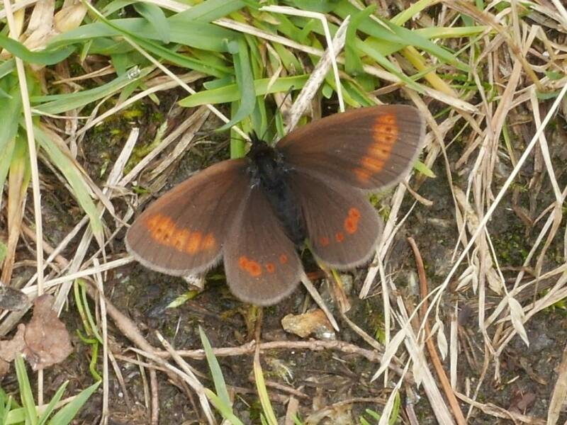 Kleine Bergerebia - Erebia melampus