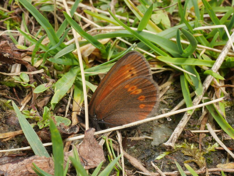 Kleine Bergerebia - Erebia melampus