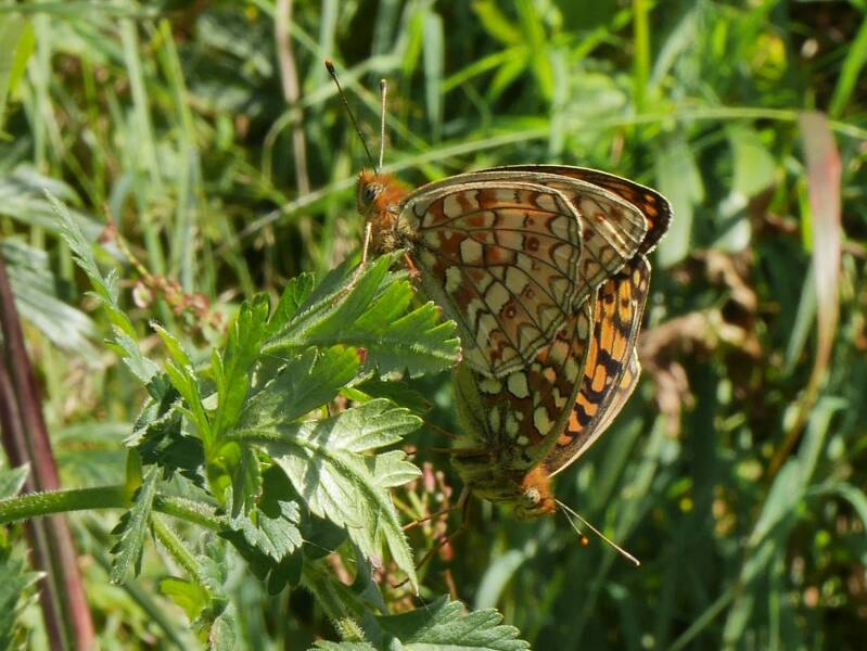 Duinparelmoervlinder - Fabriciana niobe