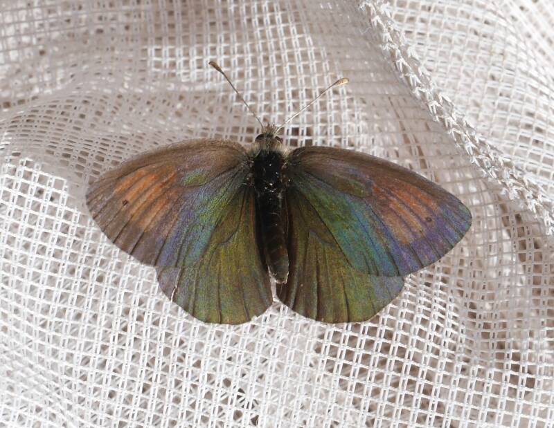 Zwitserse Glanserebia - Erebia tyndarus