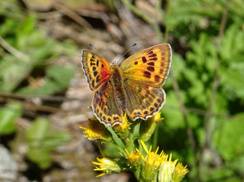 Morgenrood - Lycaena virgaurea