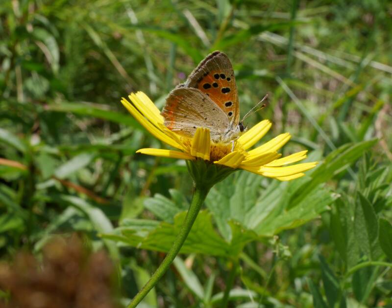Kleine vuurvlinder - Lycaena phleas