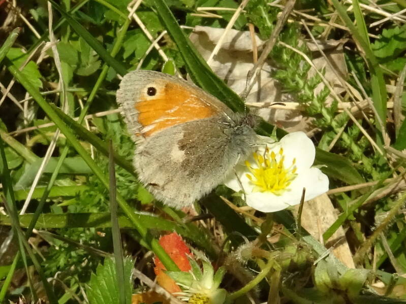 Hooibeestje - Coenonympha pamphilus