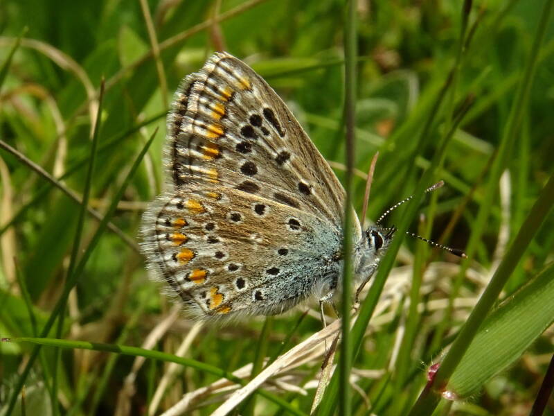Icarusblauwtje - Polyommatus icarus