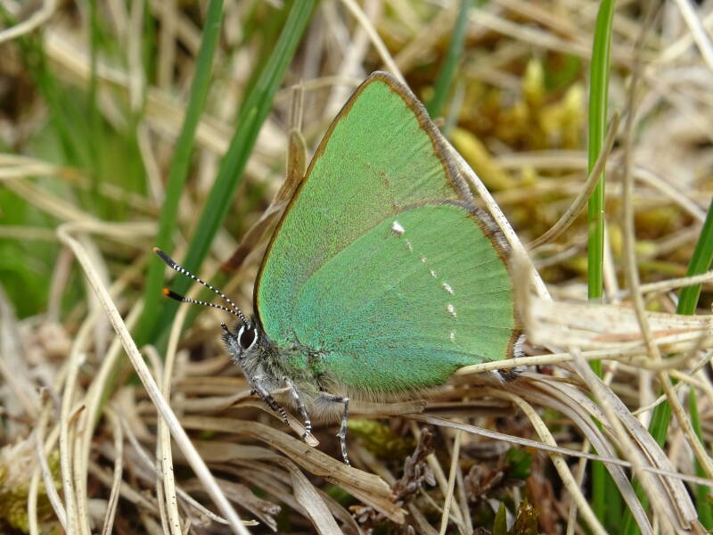 Groentje (Callohrys rubi)