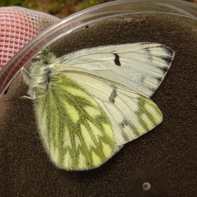 Berg Resedawitje - Pontia callidice 