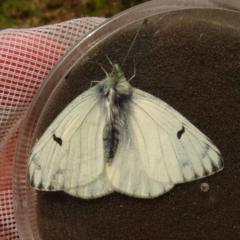 Berg Resedawitje - Pontia callidice 