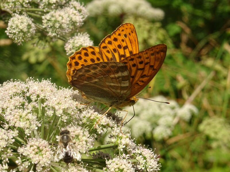 Keizersmantel - Argynnis paphia