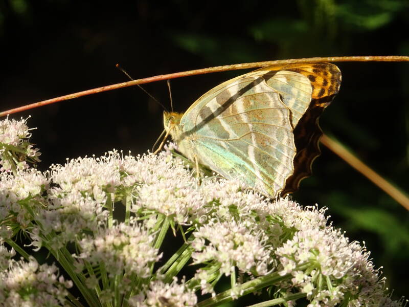 Keizersmantel - Argynnis paphia