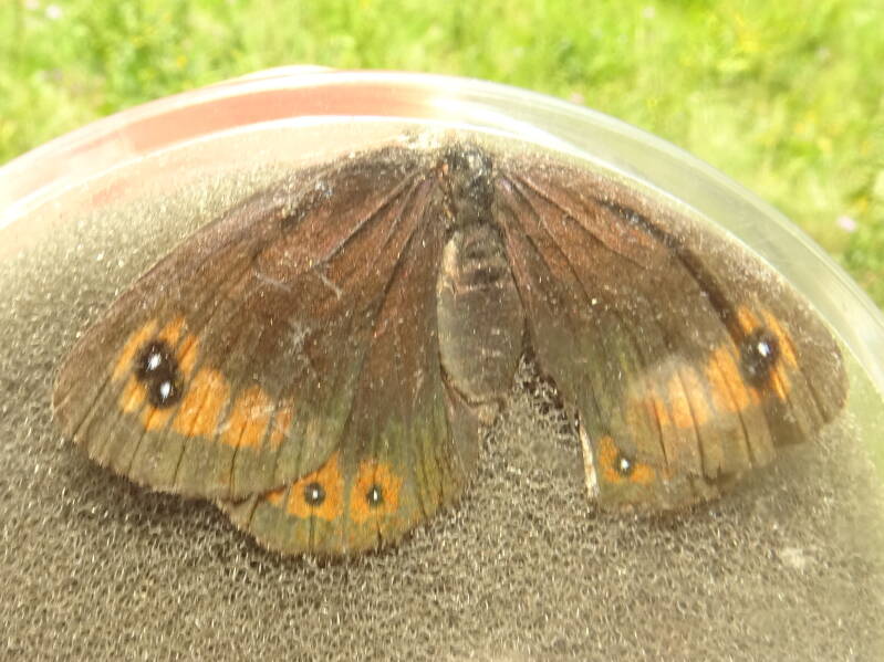 Oostenrijkse Erebia Erebia styx