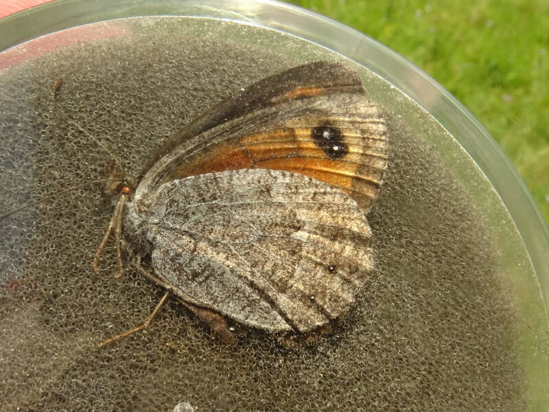 Oostenrijkse Erebia Erebia styx
