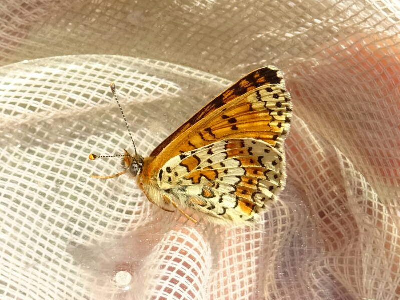 Veldparelmoervlinder - Melitaea cinxia
