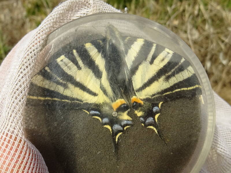 Koningspage - Iphiclides podalirius