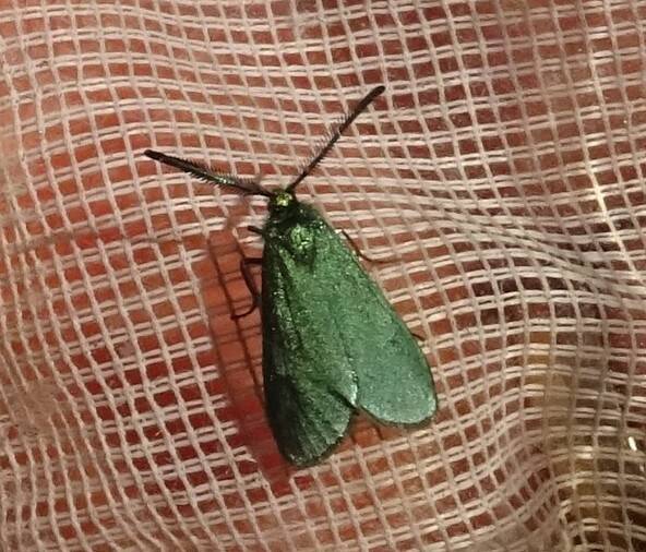 Metaalvlinder groep Adscita/Jordanita species
