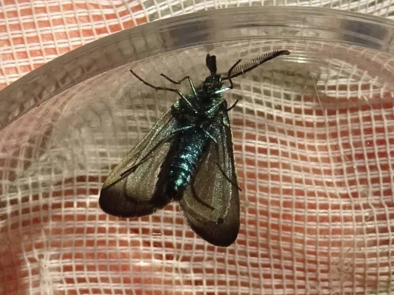 Metaalvlinder groep Adscita/Jordanita species
