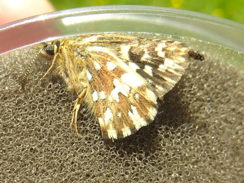 Aardbeivlinder/Zuidelijke Aardbeivlinder groep - Pyrgus malvae/malvoides