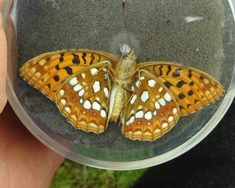 Bosrandparelmoervlinder - Fabriciana adippe