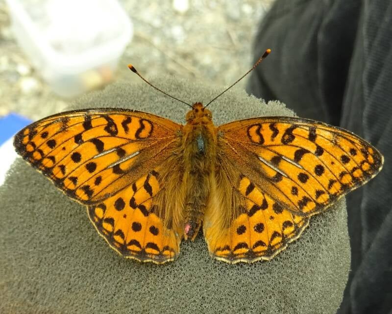 Bosrandparelmoervlinder - Fabriciana adippe