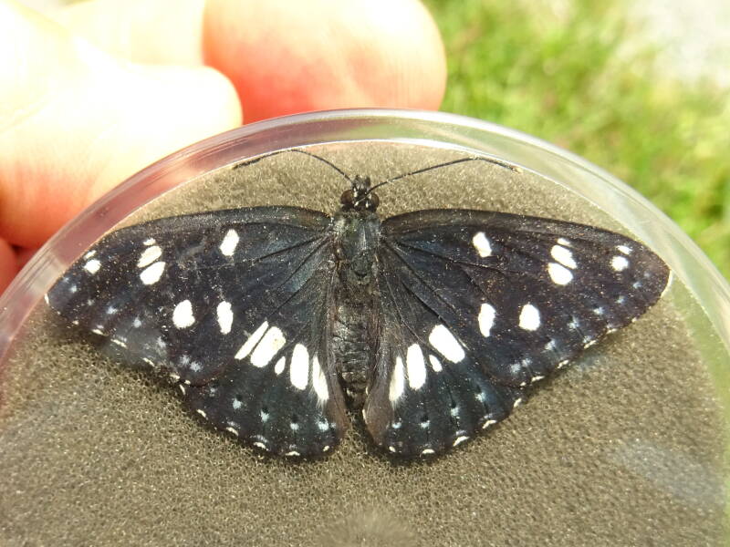 Blauwe IJsvogelvlinder - Limenitis reducta