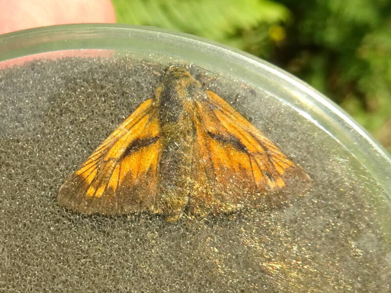Groot Dikkopje - Ochlodes sylvanus