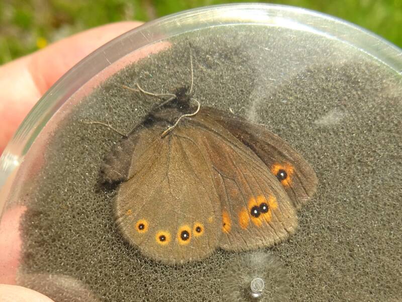 Bontoogerebia - Erebia oeme
