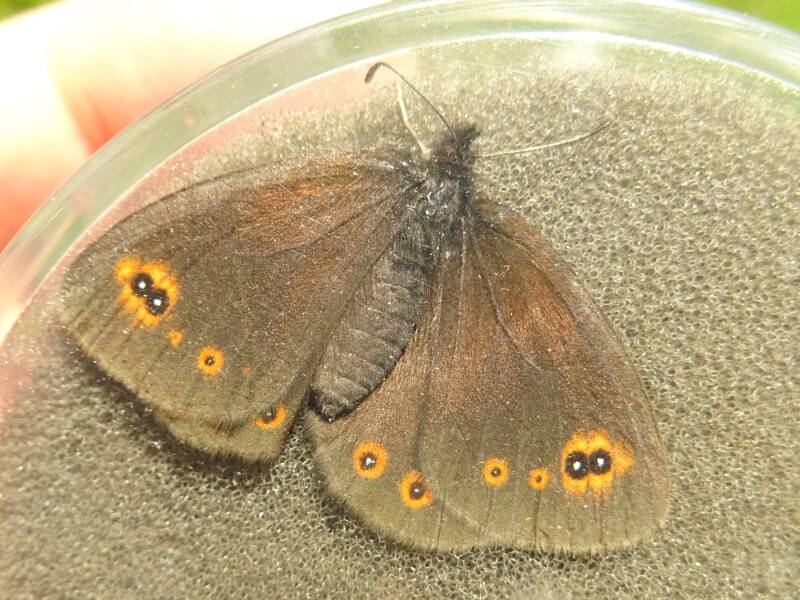 Bontoogerebia - Erebia oeme