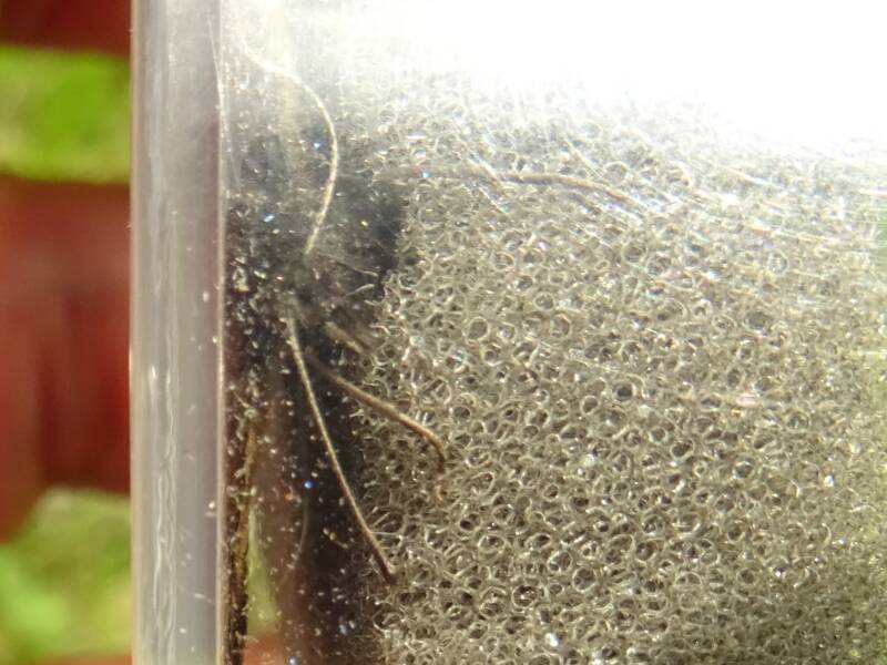 Bontoogerebia - Erebia oeme