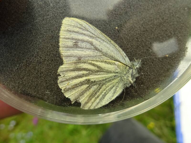 Berg Geaderd Witje - Pieris bryonae