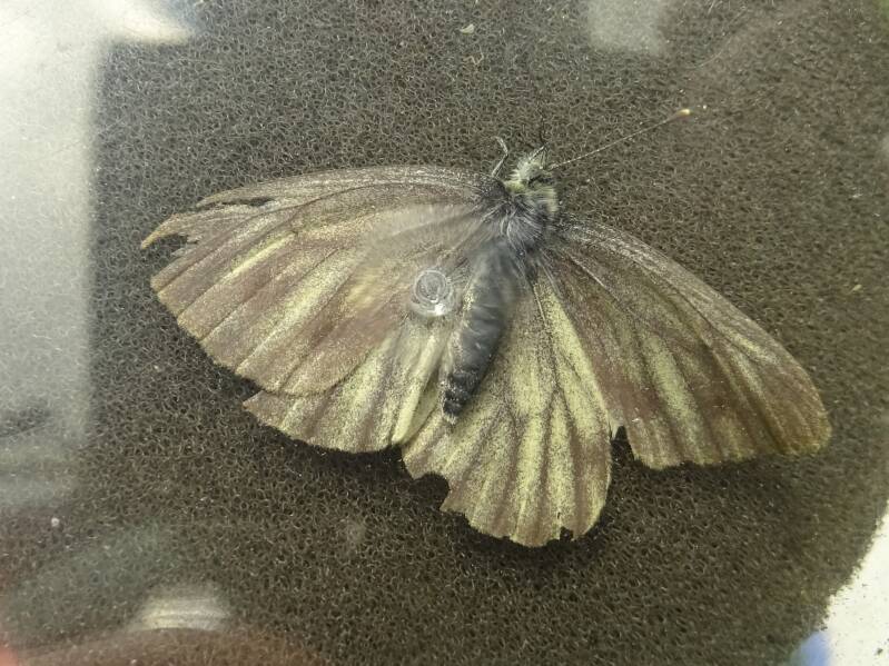Berg Geaderd Witje - Pieris bryonae