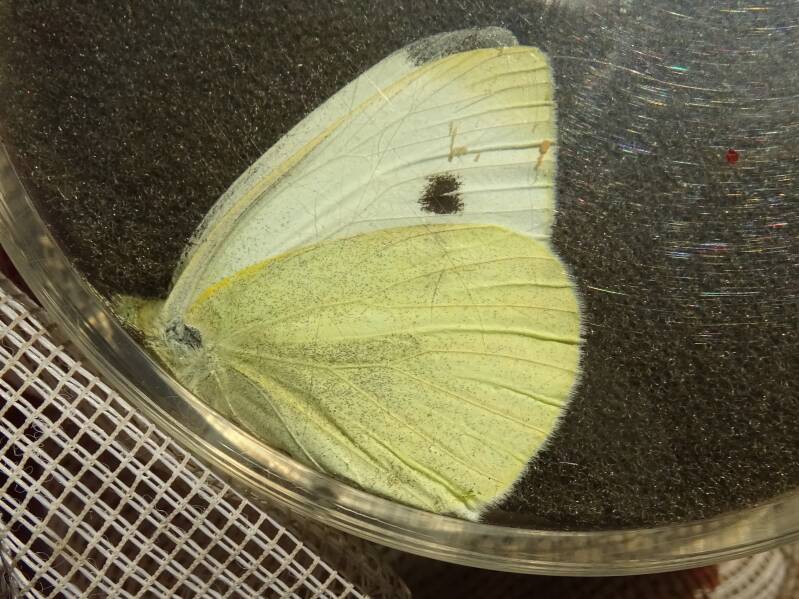 Groot Koolwitje - Pieris brassicae