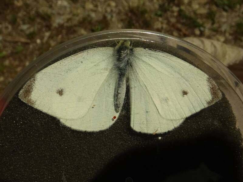 Groot Koolwitje - Pieris brassicae