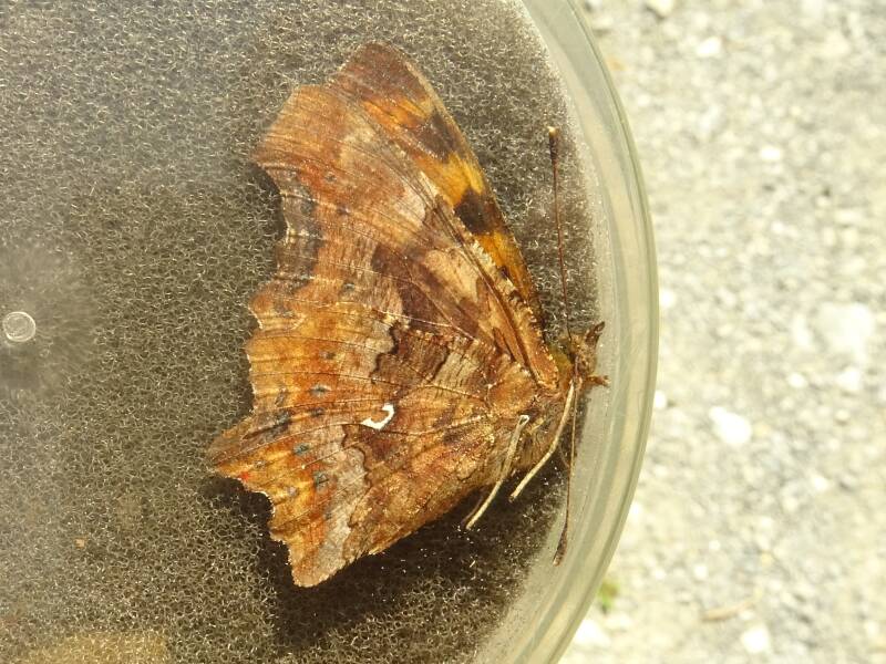 Gehakkelde Aurelia - Polygonia c-album