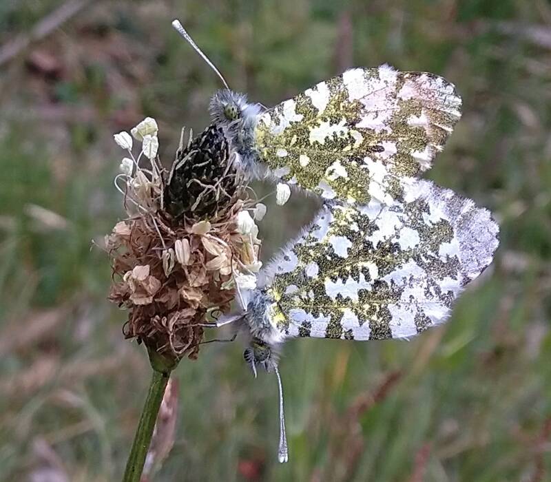 Oranjetipje - Anthocharis cardamines