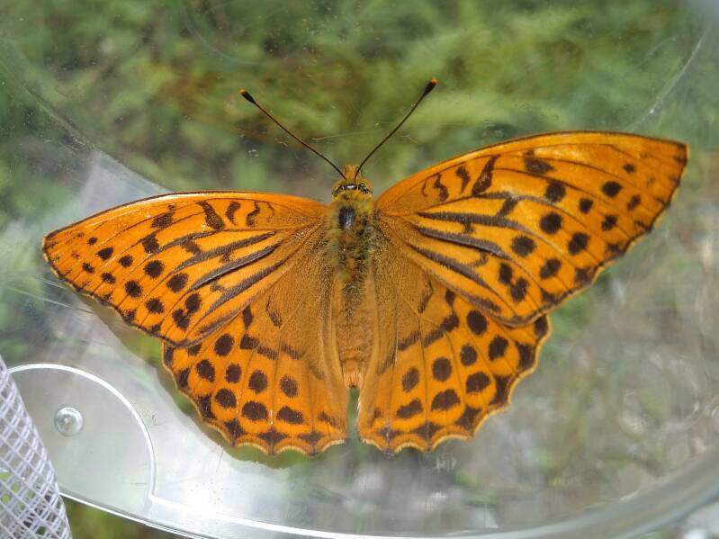 Keizersmantel - Argynnis paphia