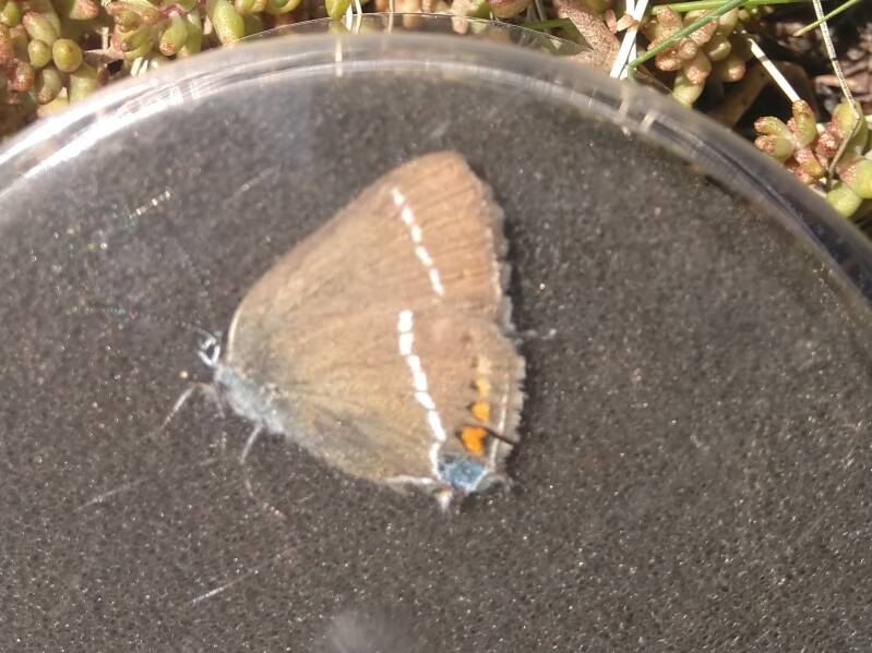 Wegedoornpage- Satyrium spini