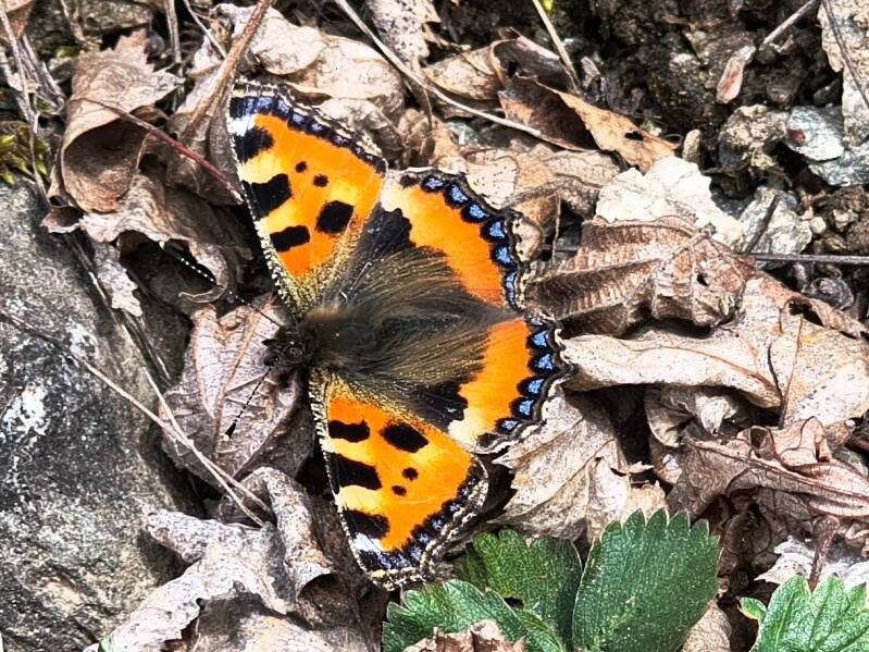 Kleine Vos - Aglais urticae