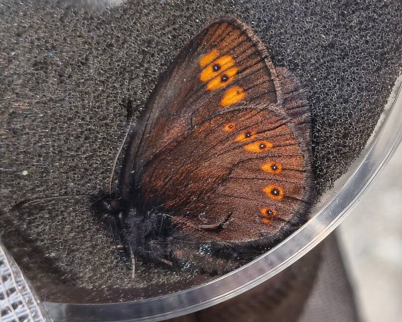 Amandeloogerebia Erebia alberganus