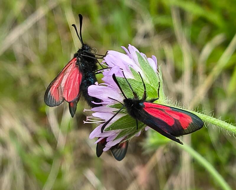Streep-St.Jansvlinder Zygaena purpuralis