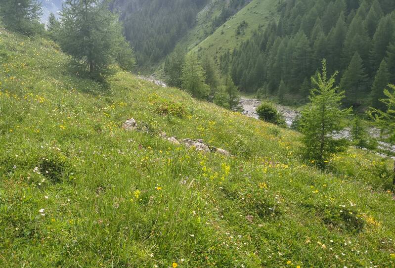 Alpenblauwtje - Agriades orbitulus