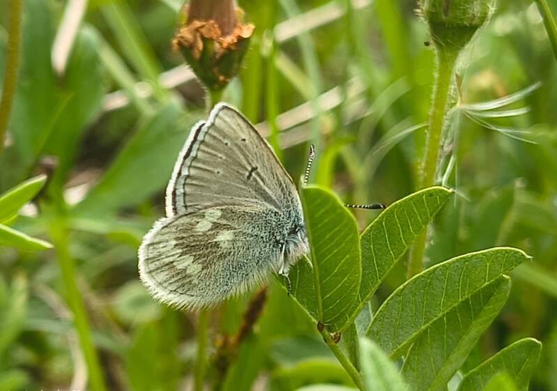 Alpenblauwtje - Agriades orbitulus