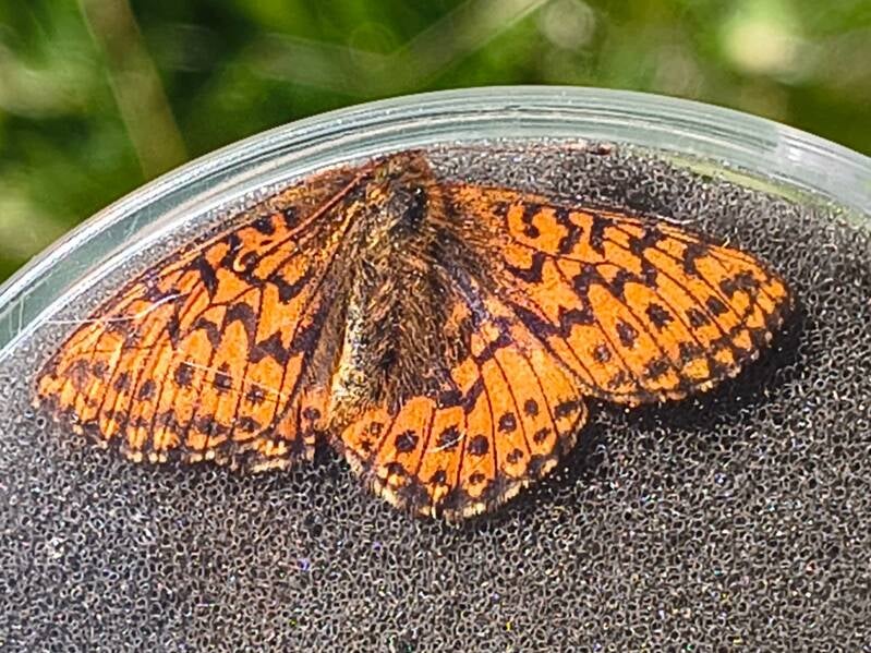 Hoogveenparelmoervlinder - Boloria aquilonaris
