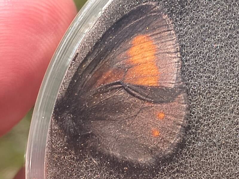 Alpenbergerebia - Erebia eriphyle