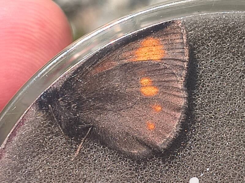 Alpenbergerebia - Erebia eriphyle