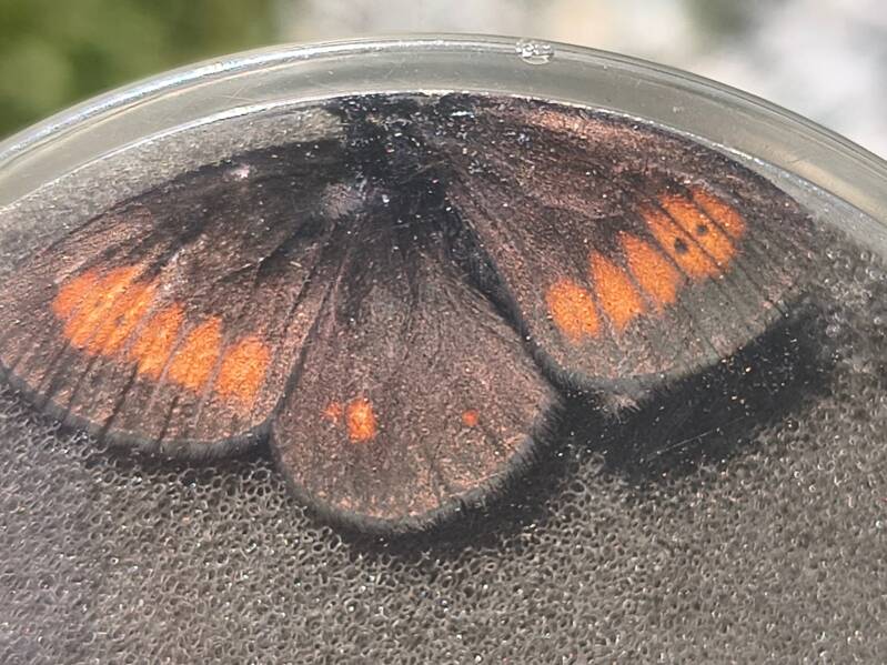Alpenbergerebia - Erebia eriphyle