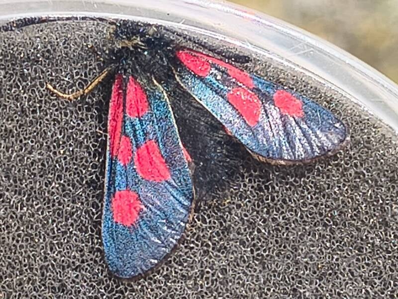Alpen St. Jansvlinder - Zygaena exulans