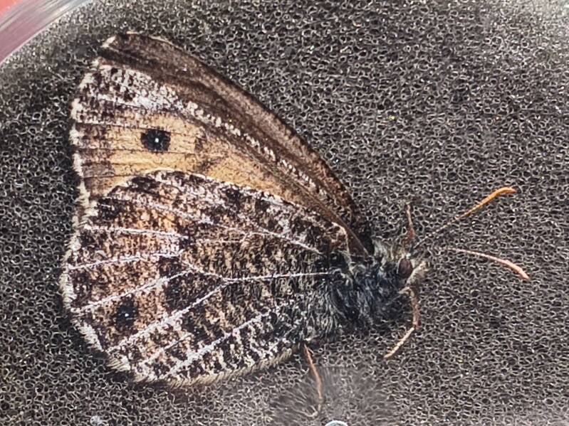 Gletsjervlinder - Oeneis glacialis