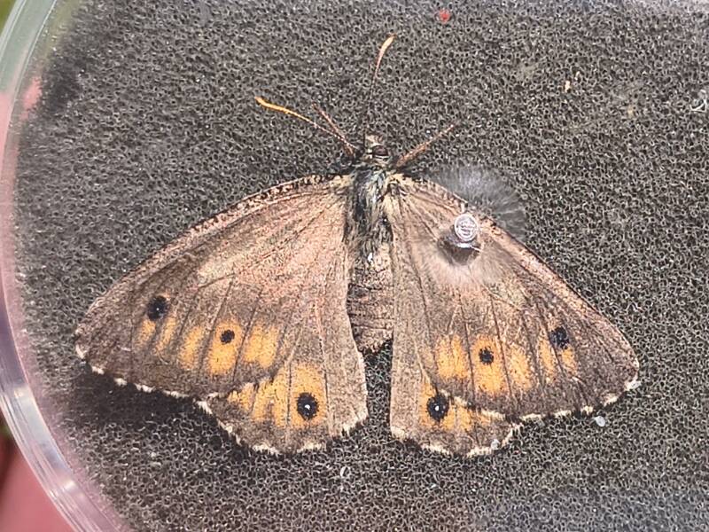Gletsjervlinder - Oeneis glacialis